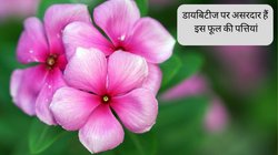 Diabetes पेशेंट के लिए जादुई साबित हो सकता है ये खास Juice, खून की नस-नस से बाहर निकल देगा शुगर