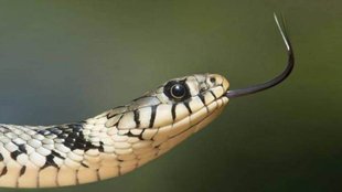 Chhattisgarh NEWS | Surajpur | snake bit