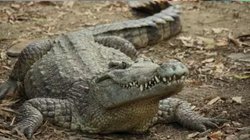 चारपाई के नीचे बैठा था खतरनाक मगरमच्छ और ऊपर सो रहा था शख्स, नींद खुली तो मच गया हंगामा