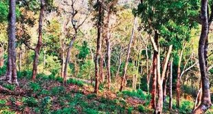 Forest | Air Pollution |