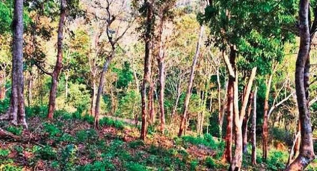 Forest | Air Pollution |