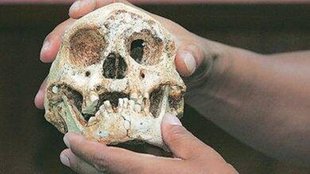 Human Skull | Tripura |