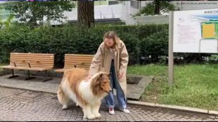 Japan II Dog II Viral Video