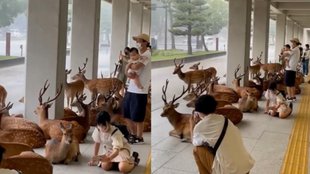 Japan Viral Video II Deer II News