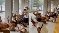 इंसान और हिरण को साथ ले आई तेज बारिश, तेजी से वायरल हो रहा है यह वीडियो