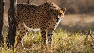 KUNO | Cheeta |