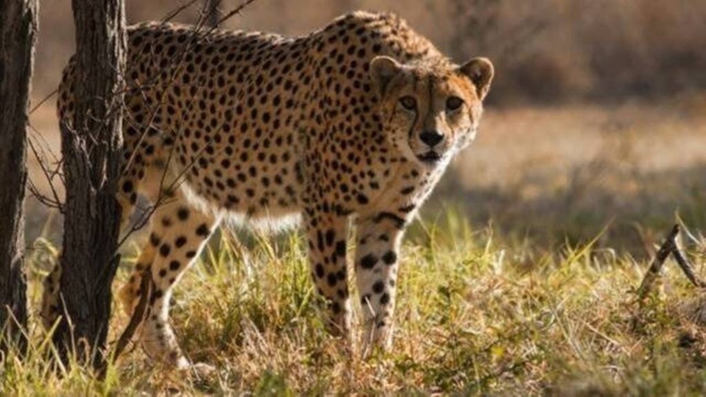 KUNO | Cheeta |