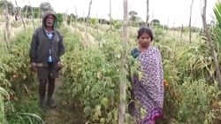 चोरी का अजब मामला! महिला के खेत से लाखों का टमाटर उड़ा ले गए चोर, FIR दर्ज