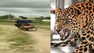 Karnataka News | Leopard