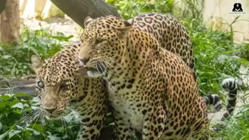 Leopard | death | Kuno