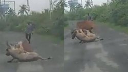 गाय पर शेर ने कर दिया हमला, किसान ने ऐसे बचाई जान; देखिए वीडियो