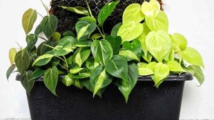 ।Vastu Tips। Money Plant ।Money plant In Bedroom