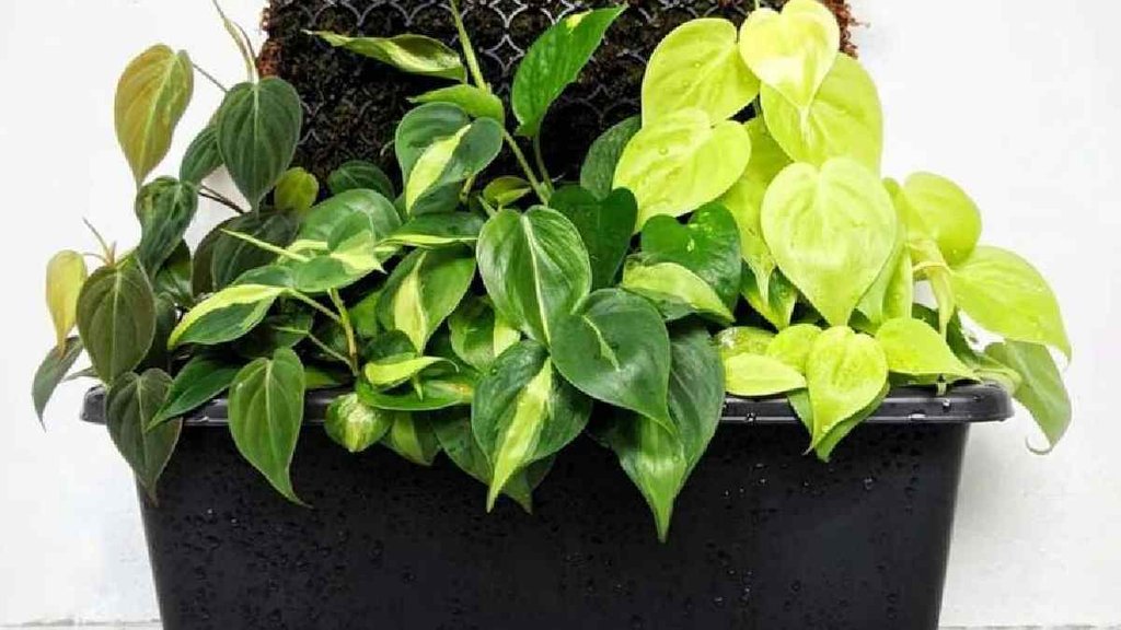 ।Vastu Tips। Money Plant ।Money plant In Bedroom