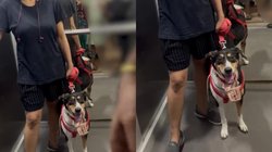 VIDEO: लिफ्ट में डॉगी को लेकर फिर बवाल, शख्स ने जताई आपत्ति तो भड़क गई महिला, करने लगी बदतमीजी