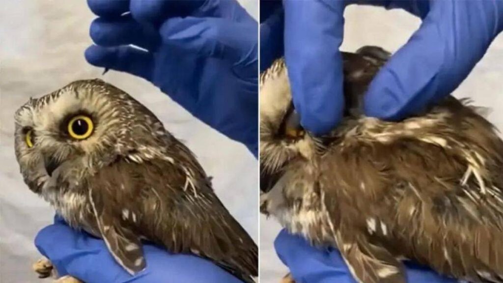 Owl II viral Video II hindi News