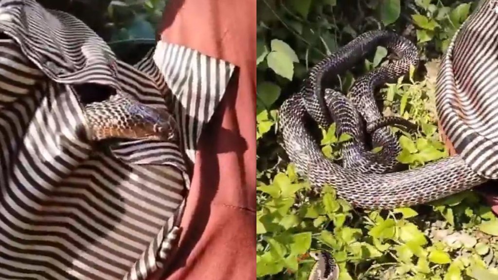 Snake II Cobra Viral II News