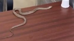 घर में घुसे सांप पर नहीं हुई कार्रवाई, नगर निगम के दफ्तर में ही छोड़ आया शख्स