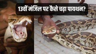 Python, Indian Snake, Snake News