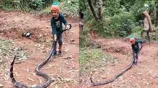 Snake Video II Viral Video II Hindi News
