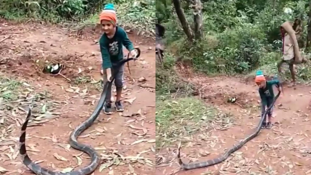 Snake Video II Viral Video II Hindi News
