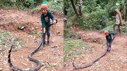 Video: 6 साल के बच्चे ने पकड़ा दुनिया का सबसे खतरनाक सांप, लोग बोले- मां-बाप को करो गिरफ्तार