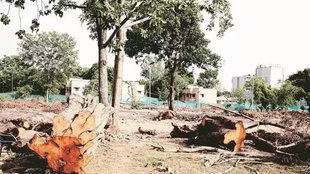 DMRC, Trees Cutting