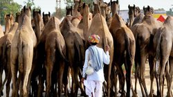 OMG! पानी पिलाने गई मालकिन को ऊंट ने दी खौफनाक मौत, ऐसे ले ली महिला की जान