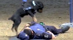 पुलिसकर्मी को आया हार्ट अटैक तो कुत्ते ने दिया CPR! वायरल हो रहा ये वीडियो