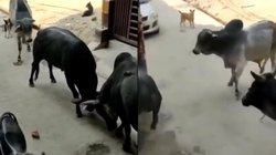 दो सांडों की लड़ाई में हुई तीसरे की एंट्री, ऐसे हुई उठापटक, वीडियो देख लोग बोले- कार वाले का हुआ भरी नुकसान