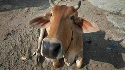 चारा घोटाला के बाद अब हुआ है ‘गोबर घोटाला’? वायरल हो रहा भाजपा विधायक का वीडियो