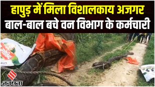 Big Python in Hapur