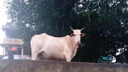 किसान के पीछे पड़ा सांड, जान बचाने के लिए दो घंटे तक पेड़ पर बैठा रहा; डीएम तक पहुंचा मामला