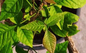 Vastu Tips। Vastu Tips For Belpatra। Belpatra Kawala