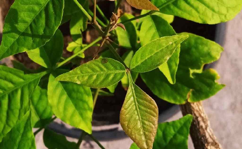 Vastu Tips। Vastu Tips For Belpatra। Belpatra Kawala