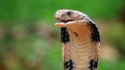 प्रेमी के रोक-टोक से परेशान थी प्रेमिका, छुटकारा पाने के लिए कोबरा से डसवाया, ऐसे खुला राज