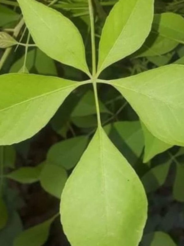 Bael Patra Health Benefits (6)