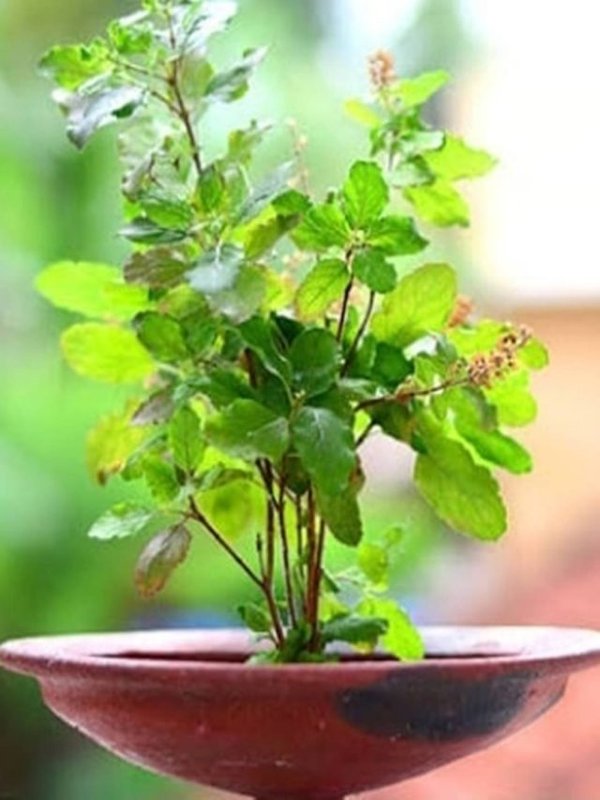 MALMAS - TULSI PUJA NIYAM