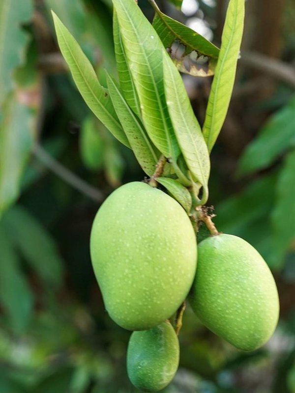 MANGO LEAF WATER BENEFITS