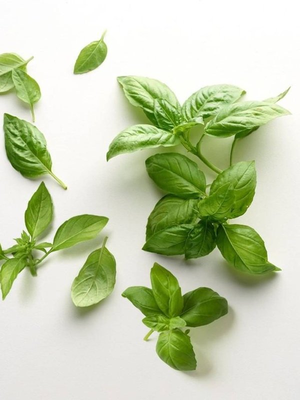 TULSI IMMUNITY BOOSTER