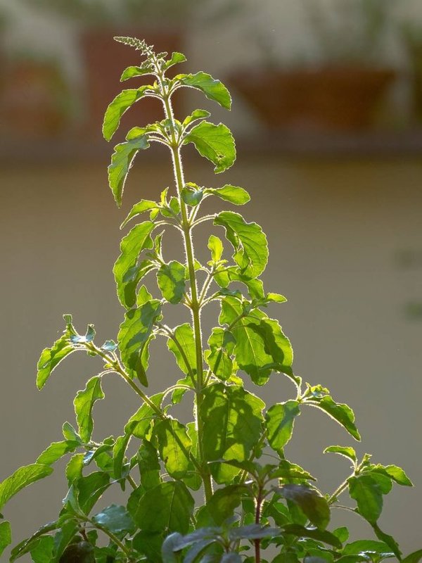 TULSI LEAF IMPORTANCE