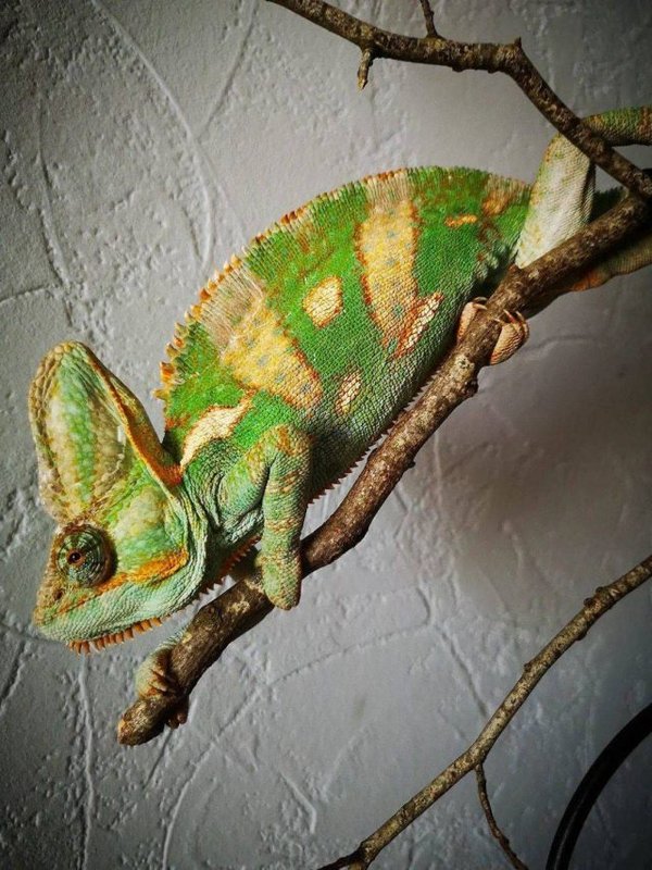 These animals die after giving birth (10)