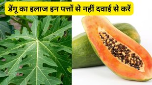 dengue home remedies, health news,Can dengue patient drink papaya juice