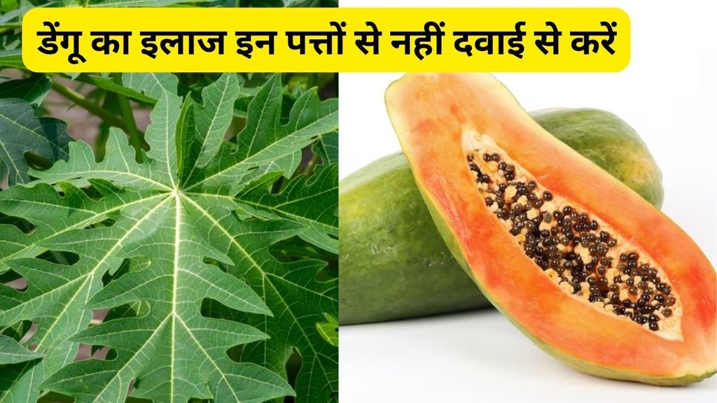 dengue home remedies, health news,Can dengue patient drink papaya juice