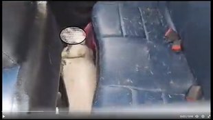 dog died in car