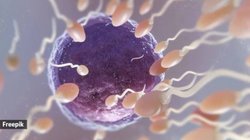 Female Egg Quality: प्रेग्नेंसी की तैयारी से पहले इन खास 7 चीजों का करें सेवन, एग की क्वालिटी होगी अच्छी, कंसीव करने में मिलेगी मदद