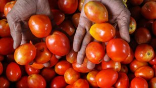 Tomato prices have overtaken petrol prices in these cities of India