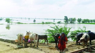 flood | farmer