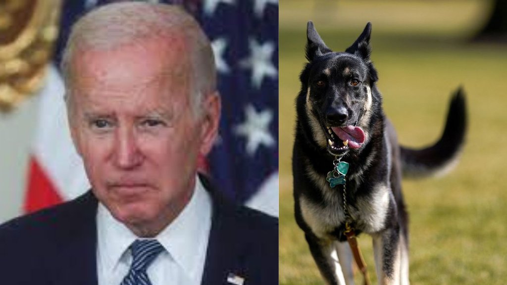joe biden dog | america |