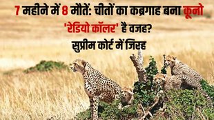 kuno national park , cheetah deaths, cheetah deaths in kuno