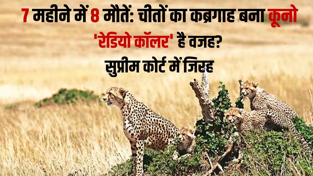 kuno national park , cheetah deaths, cheetah deaths in kuno